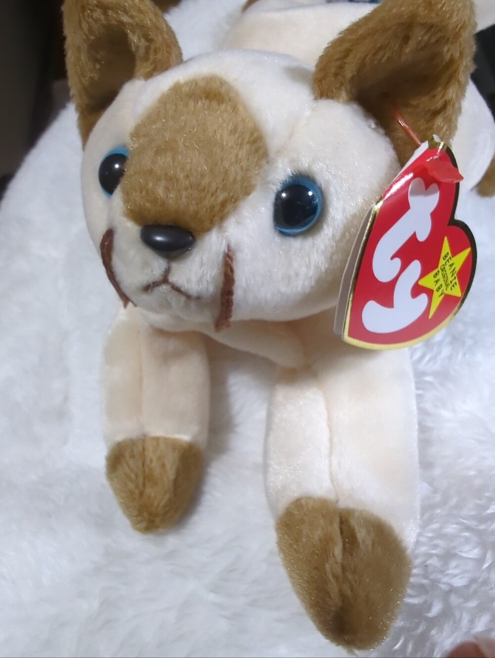 Rare 1996 Snip The Cat Errors Ty Beanie Baby Babies Mint From Original Collector